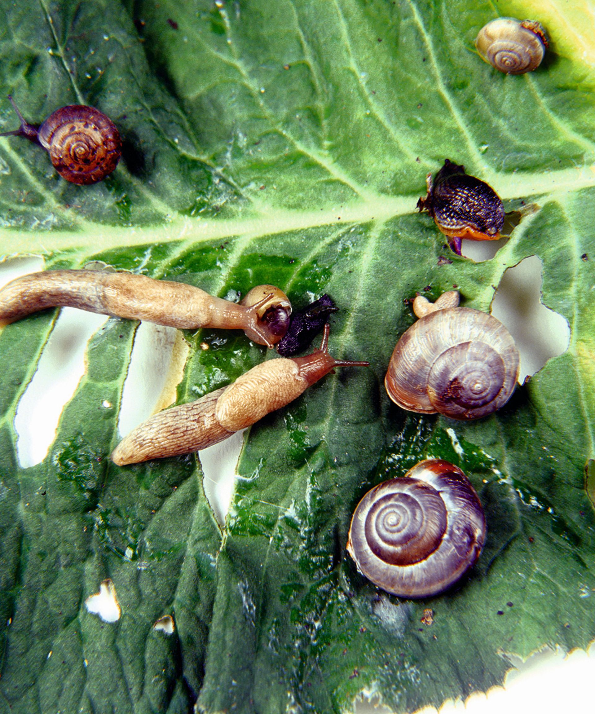 Slugs and snails eating a leaf