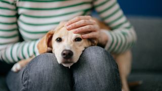 Dog resting head in woman's lap