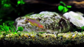 Peacock gudgeon