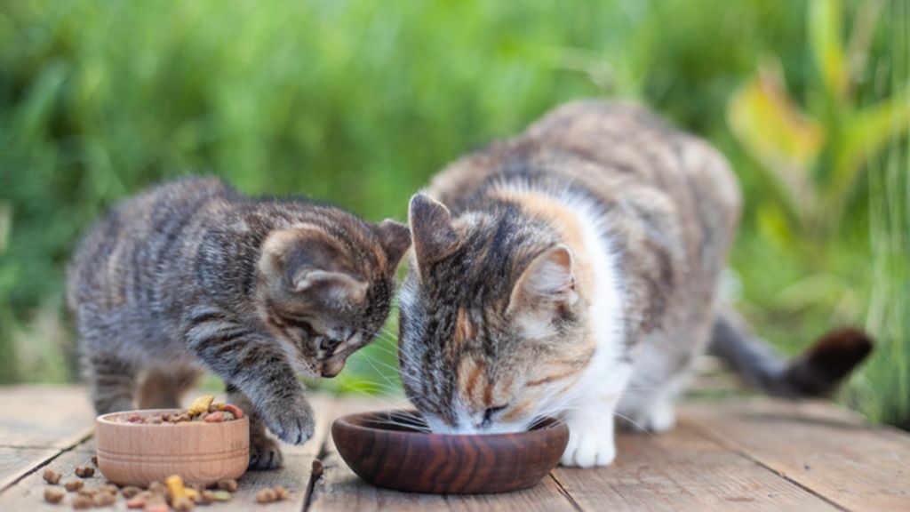 Feeding multiple cats in the same household How to feed cats