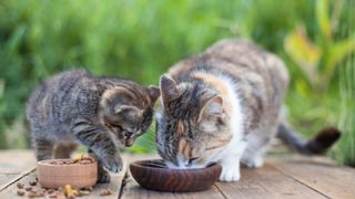 How to transition multiple shop cats from free feeding