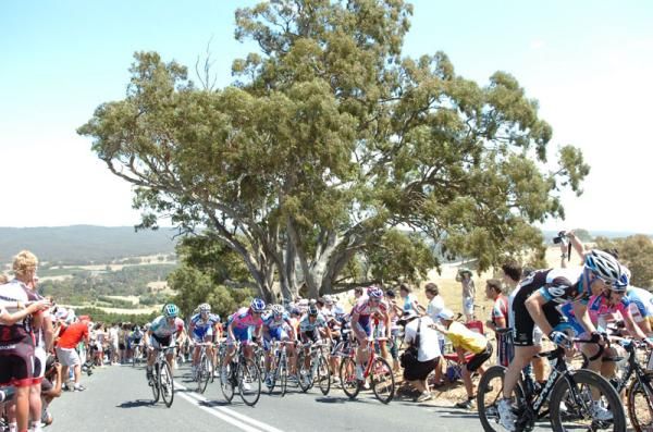 The bunch splits on the climb