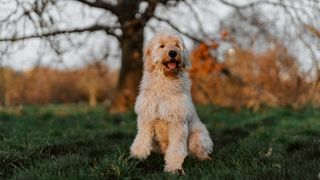 Fluffy yellow goldendoodle sat in a park in fall