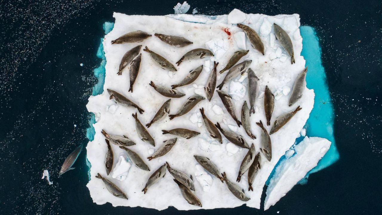 Wildlife Photographer of the Year winners