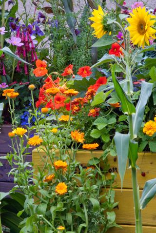 colourful blooms in raised bed