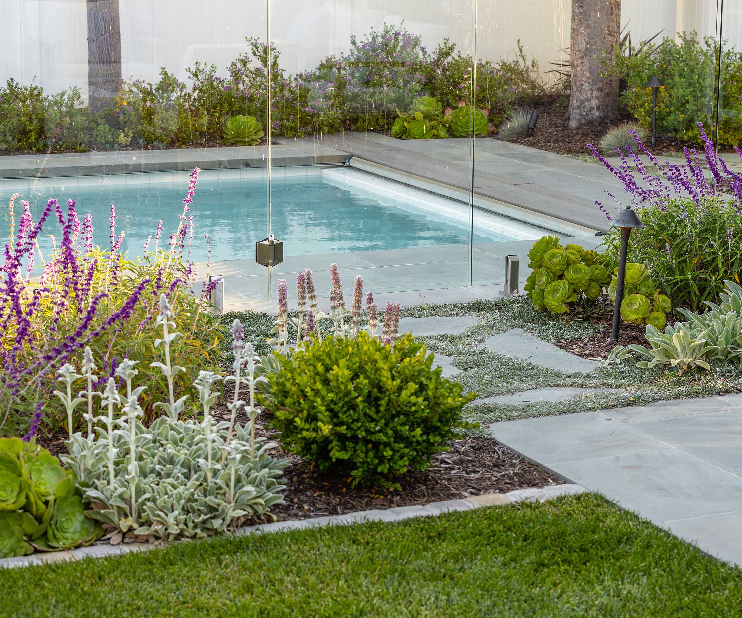 pool fence with planting in 'Hebe' design by Living Gardens Landscape Design