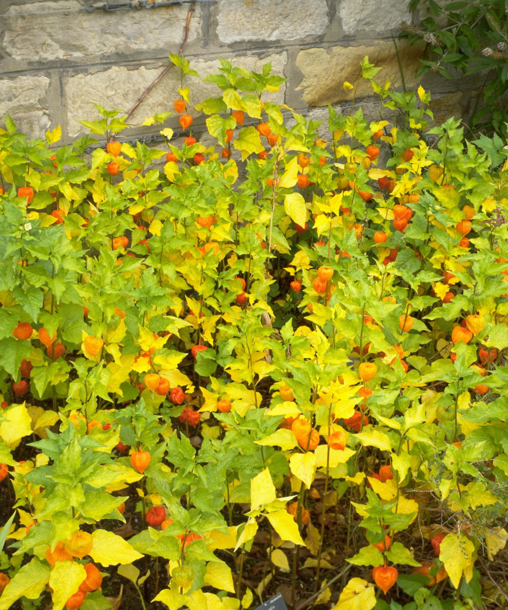 Chinese Lantern (Physalis Alkekengi) plants with their papery orange flower heads