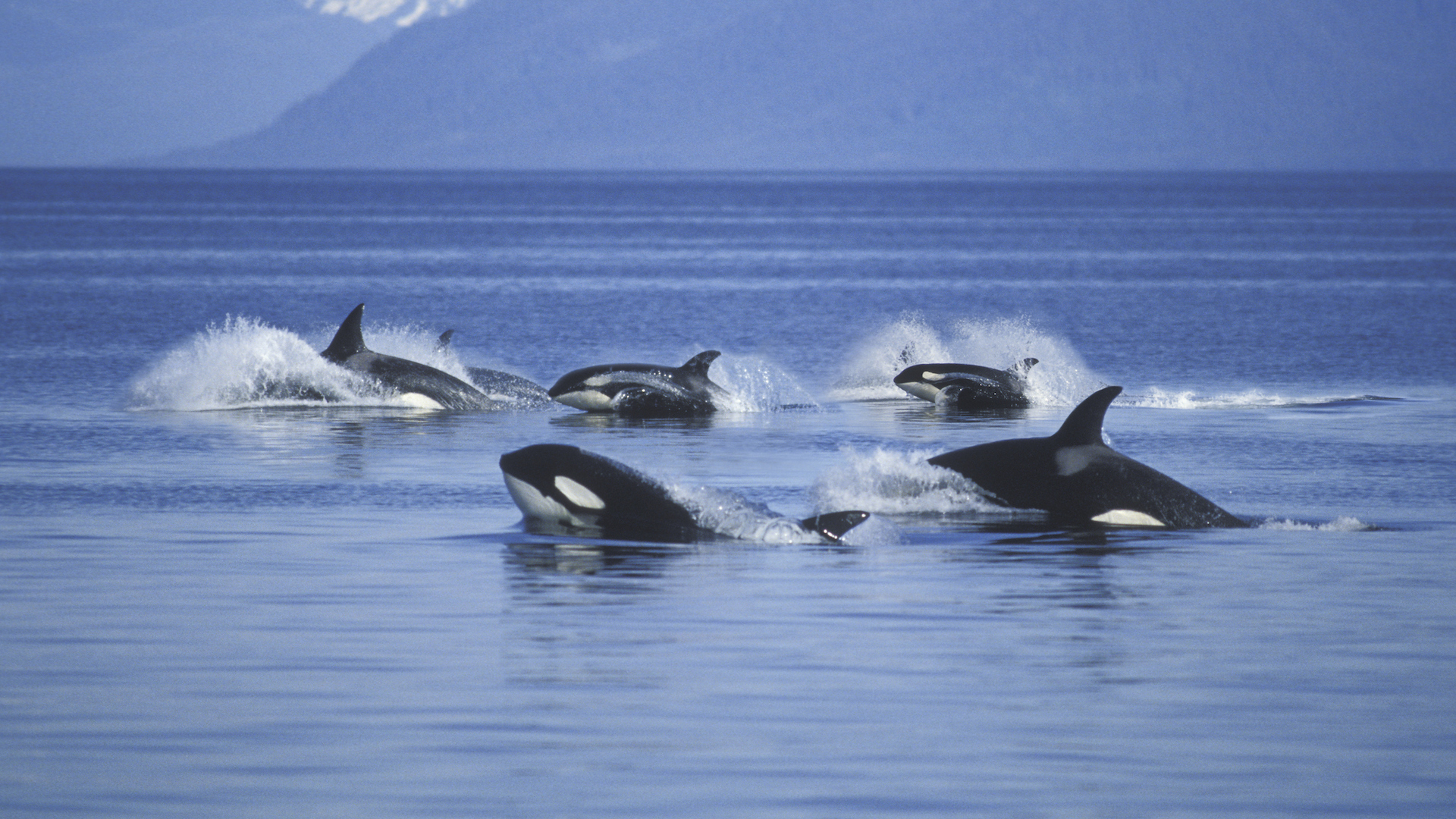 A photograph of a pod of killer whales jumping from the water  with icy mountains in the background