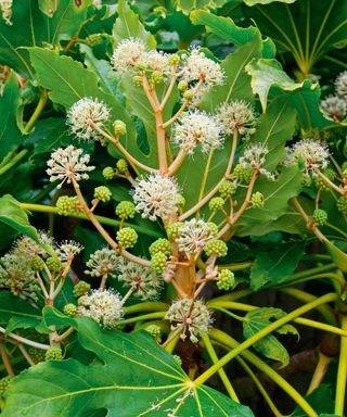 Fatsia shrub blooming with white flowers