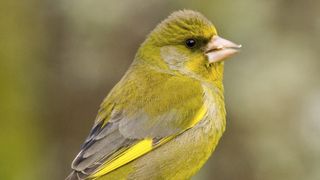 Greenfinch caught on Ring camera