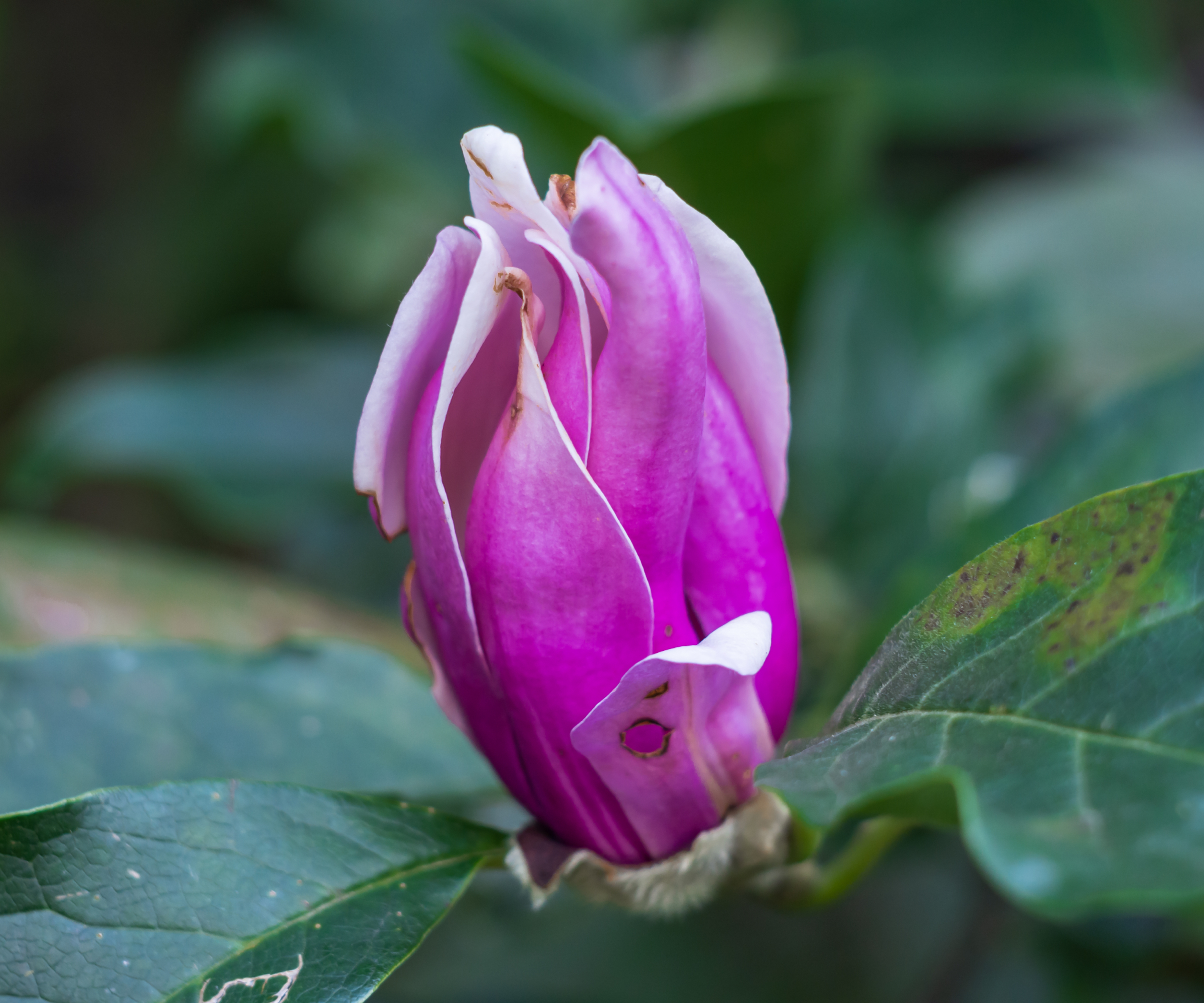 Diseased magnolia flower