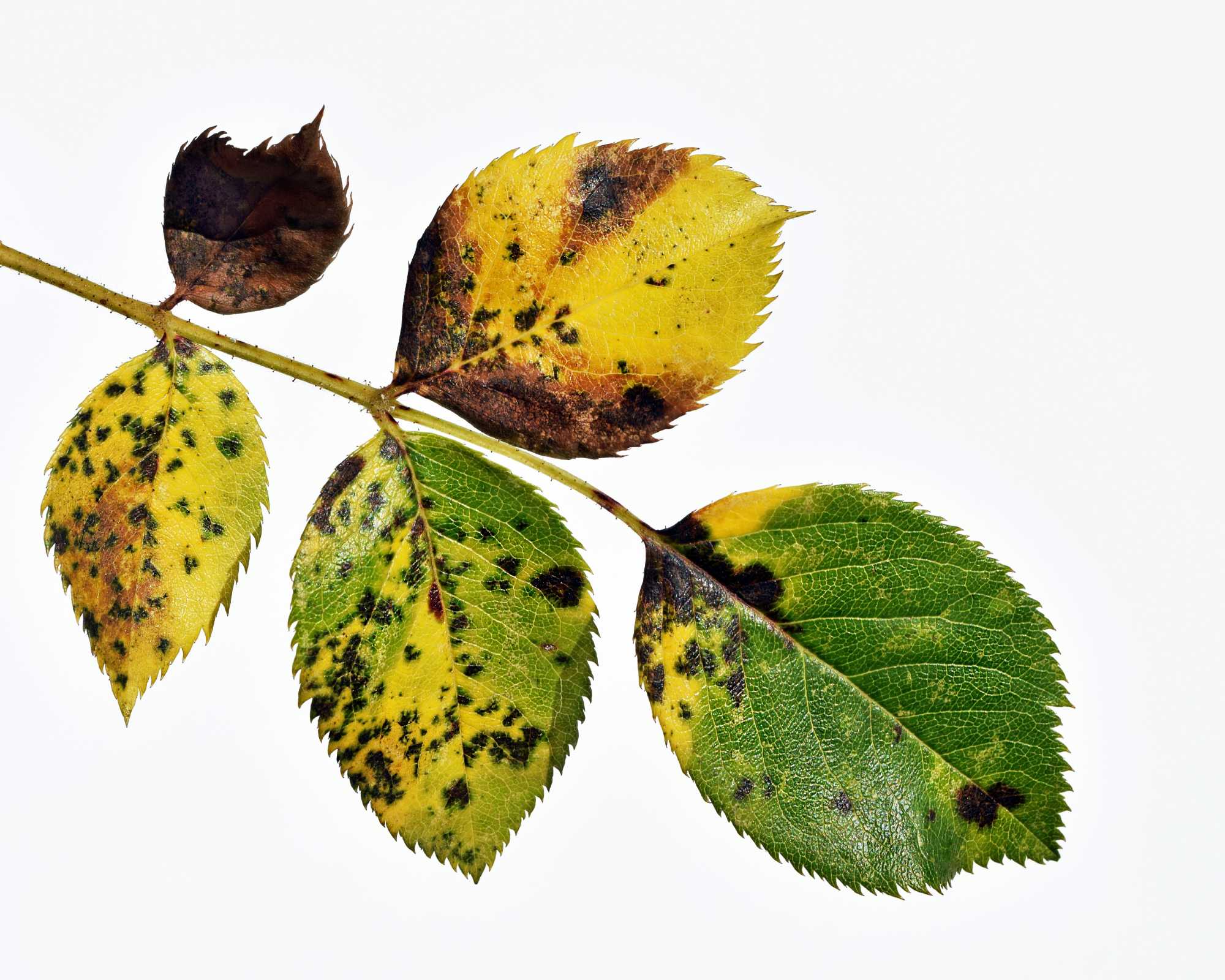 Rose leaf with fungal disease. Black spot of rose, caused by Diplocarpon rosae fungus. Isolated on white background