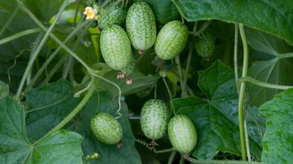 mouse melons on vine 
