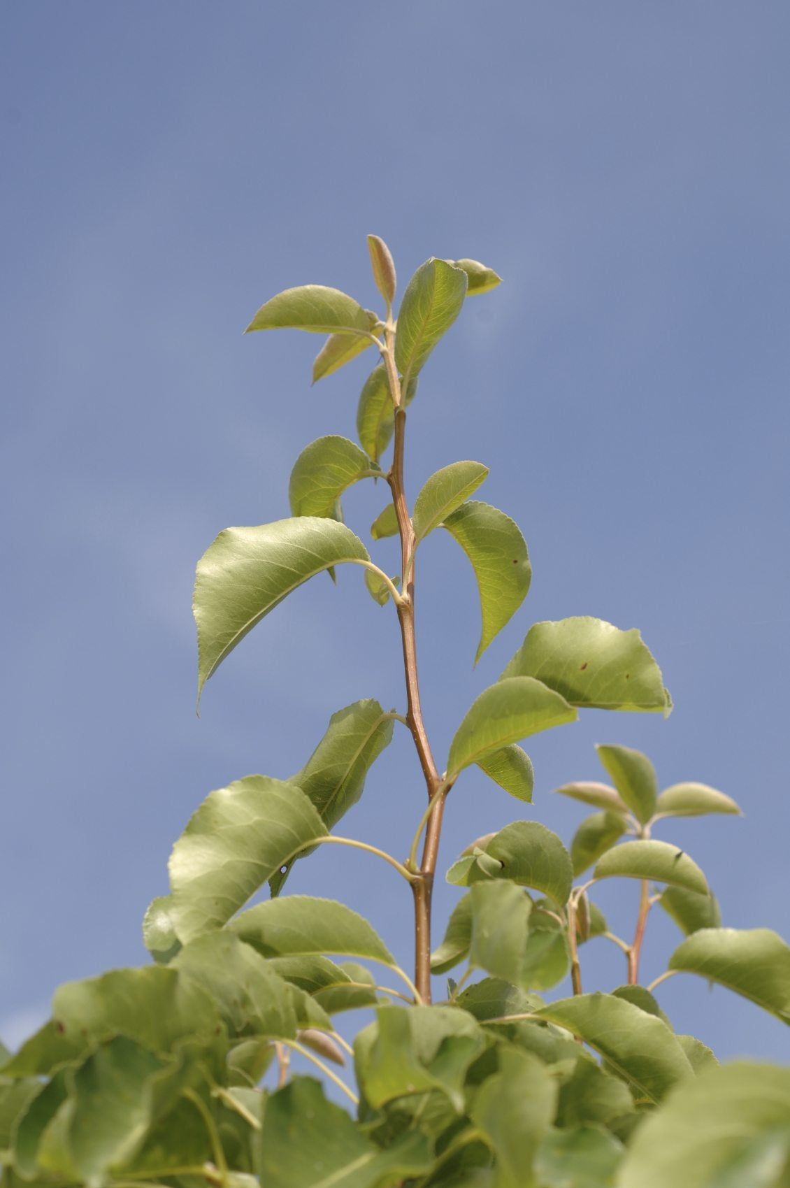 Pear Tree With No Pears