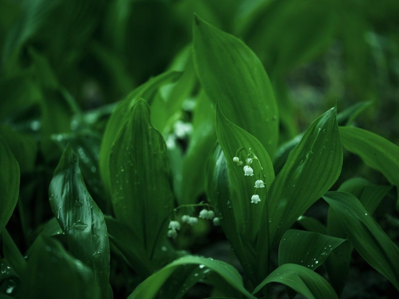 Flowers In A Shade Garden