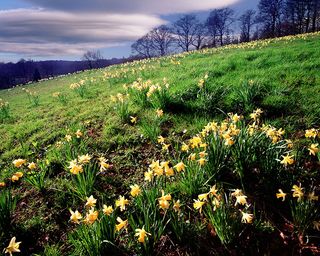 Wild Daffodils near Kempley