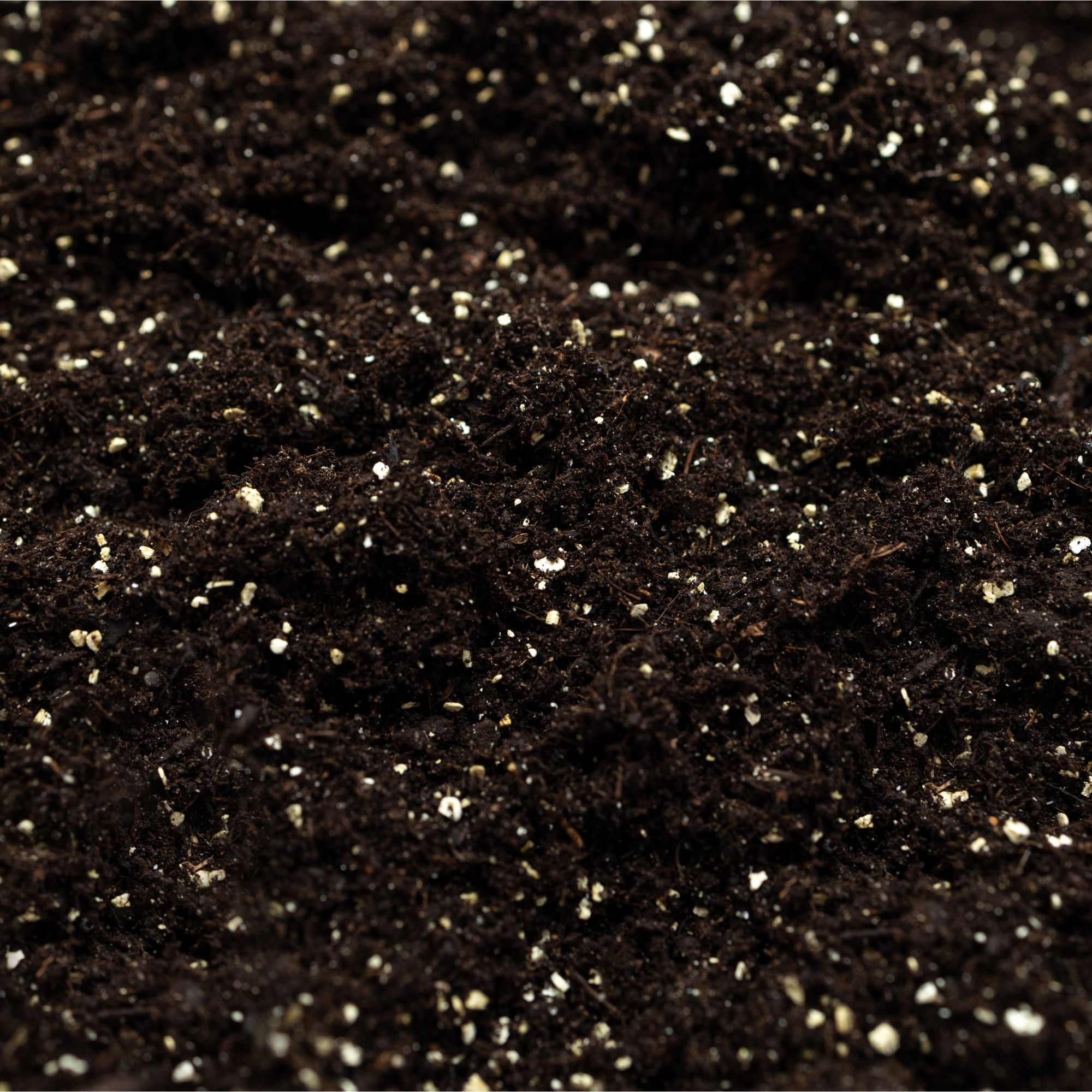 Perlite mixed with soil in seed tray