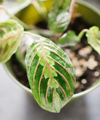 prayer plant leaf