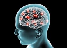 brain, neurons