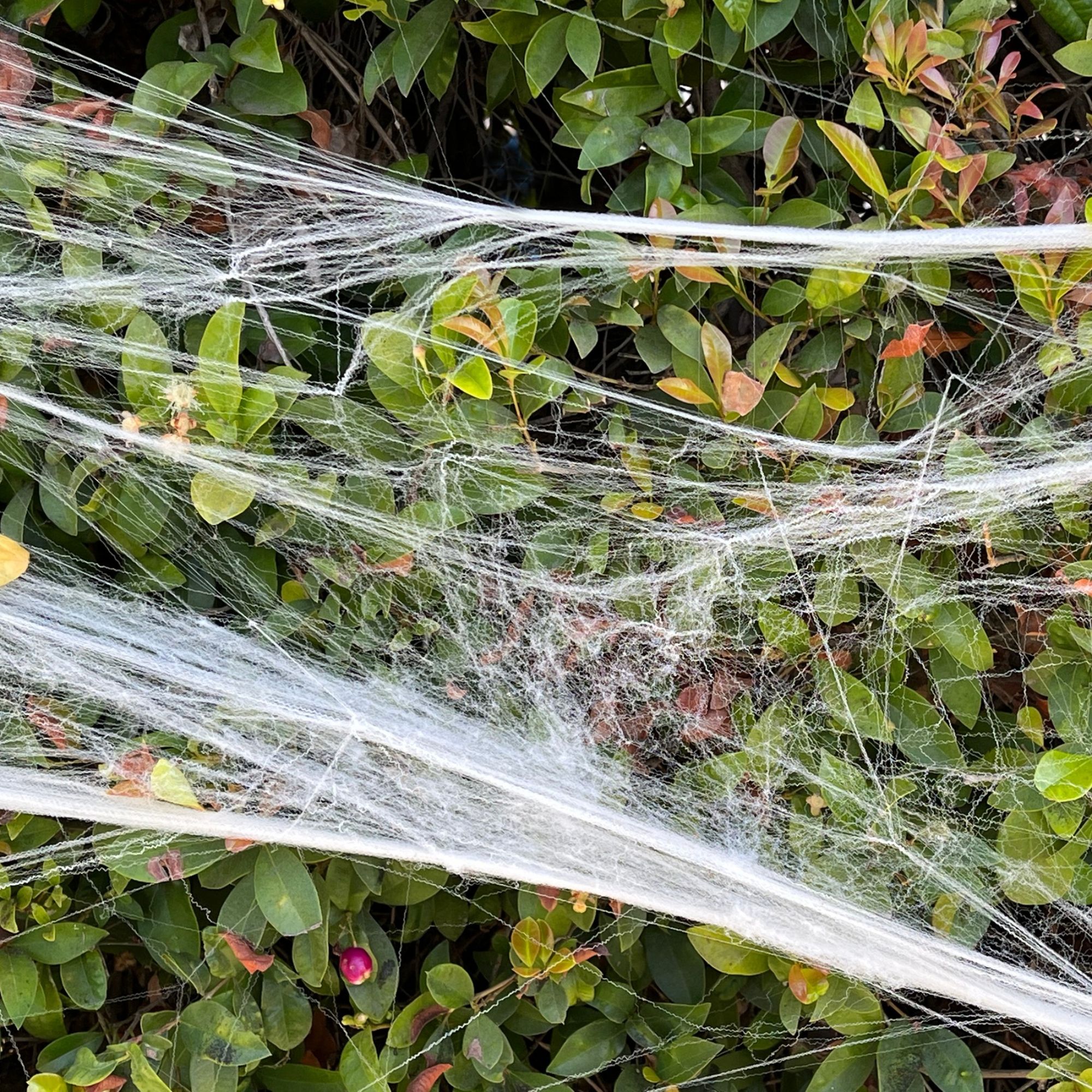 A fake spider web decoration on a bush