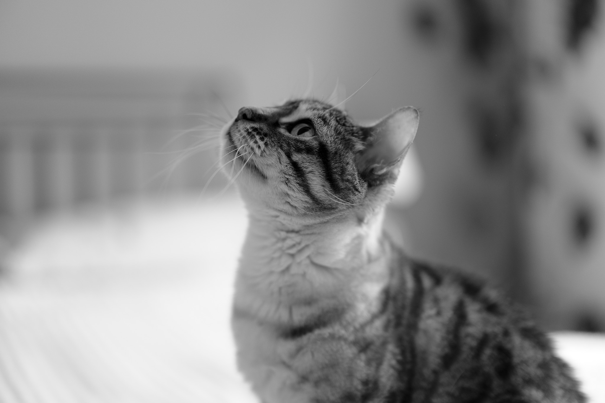 Leica SL3-P sample photo