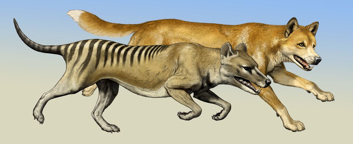 Dingoes Didn t Run Tasmanian Tigers Out of Australia Live Science