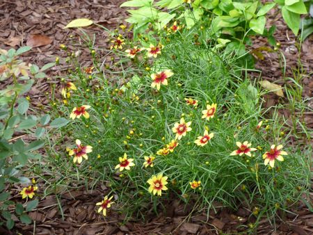 Coreopsis Plant