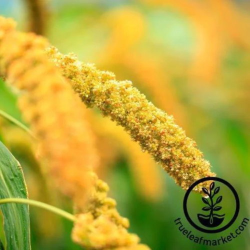 Millet Seeds - Hybrid Pearl