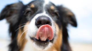 Dog licking