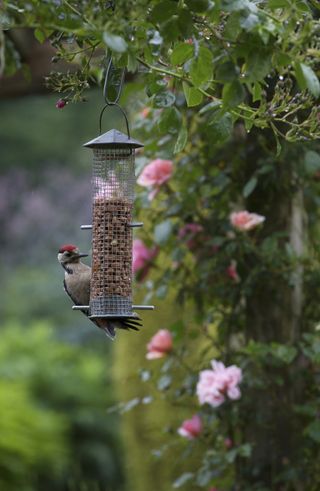 wildlife garden bird on a bird feeder