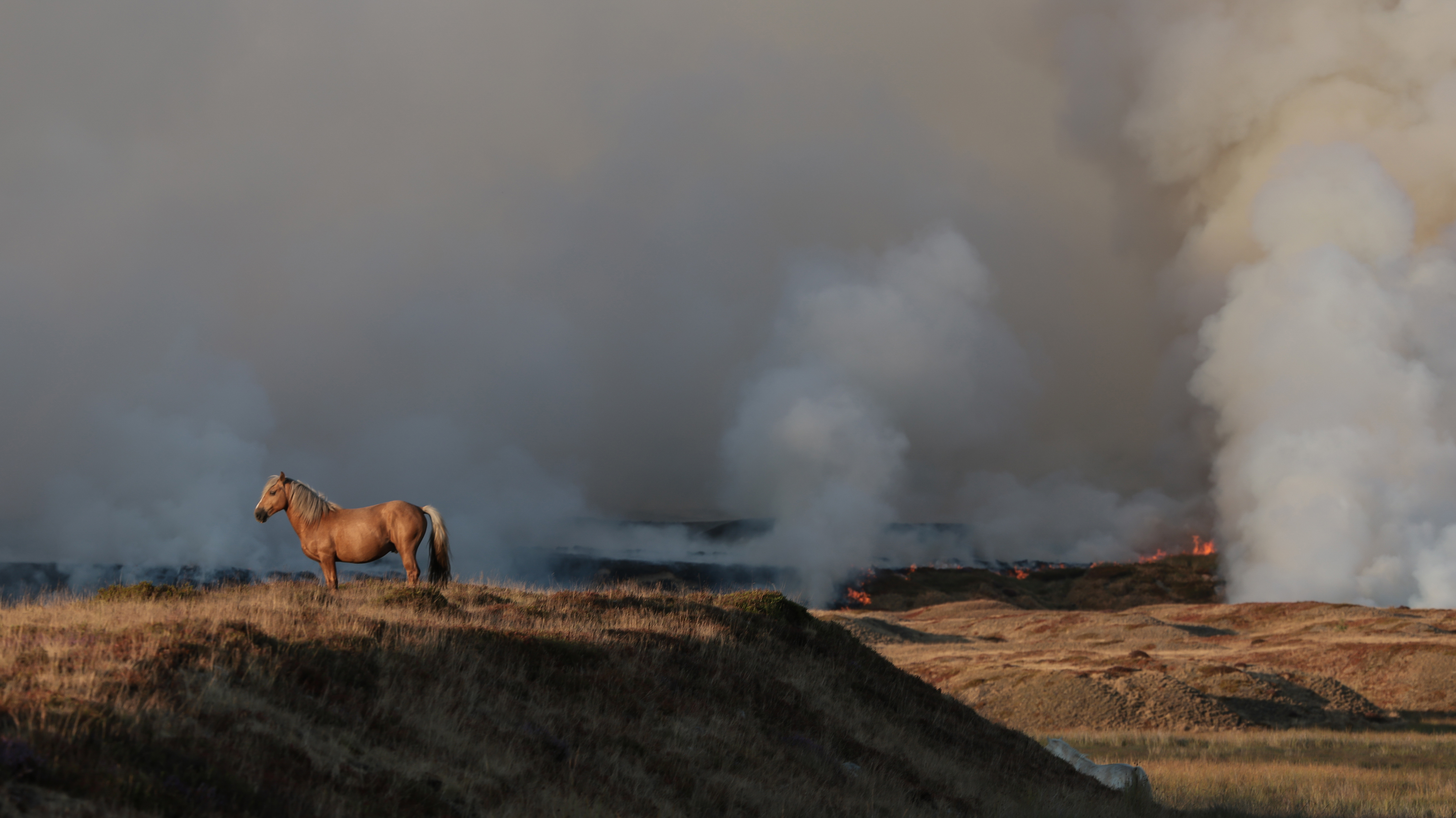 EBBW VALE, WALES - AUGUST 09: Horses make their way from the fires as firefighters from the Mid and West Wales and South Wales Fire Services fight wildfires on Llangynidr Moor which has been declared a major incident on August 09, 2026 in Ebbw Vale, Wales. (Photo by Huw Fairclough/Getty Images)