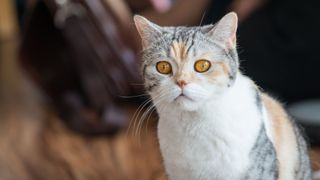 short-snouted cat with short thick fur and amber eyes sat in front of camera