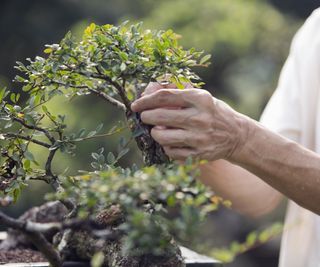 Senior man's hands tending to bonsai tree