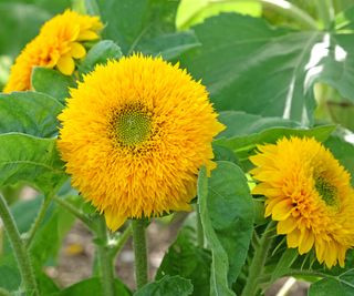 Sunflower Teddy Bear