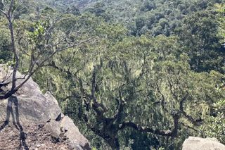 A view of a forested valley