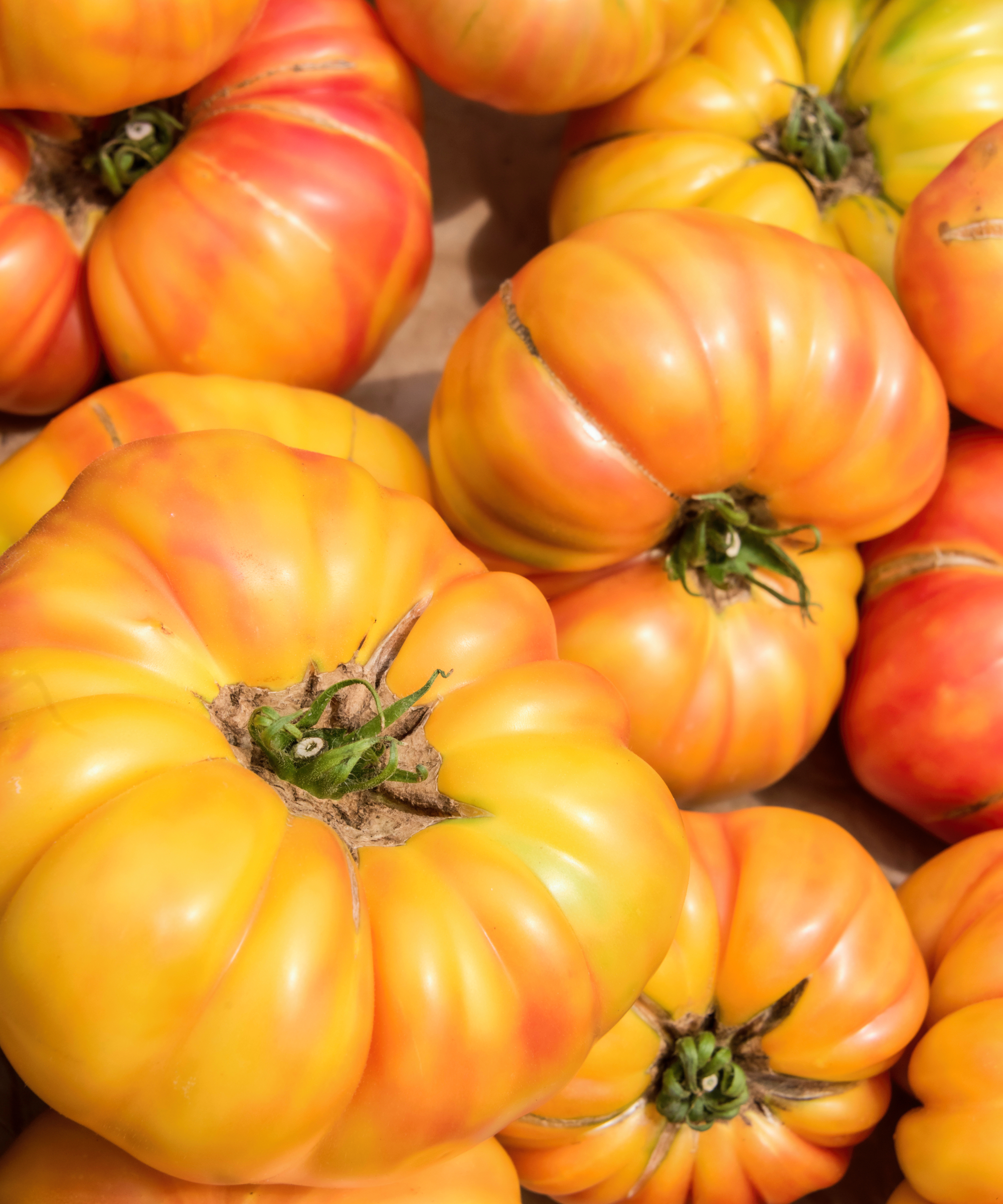Orange heirloom tomatoes