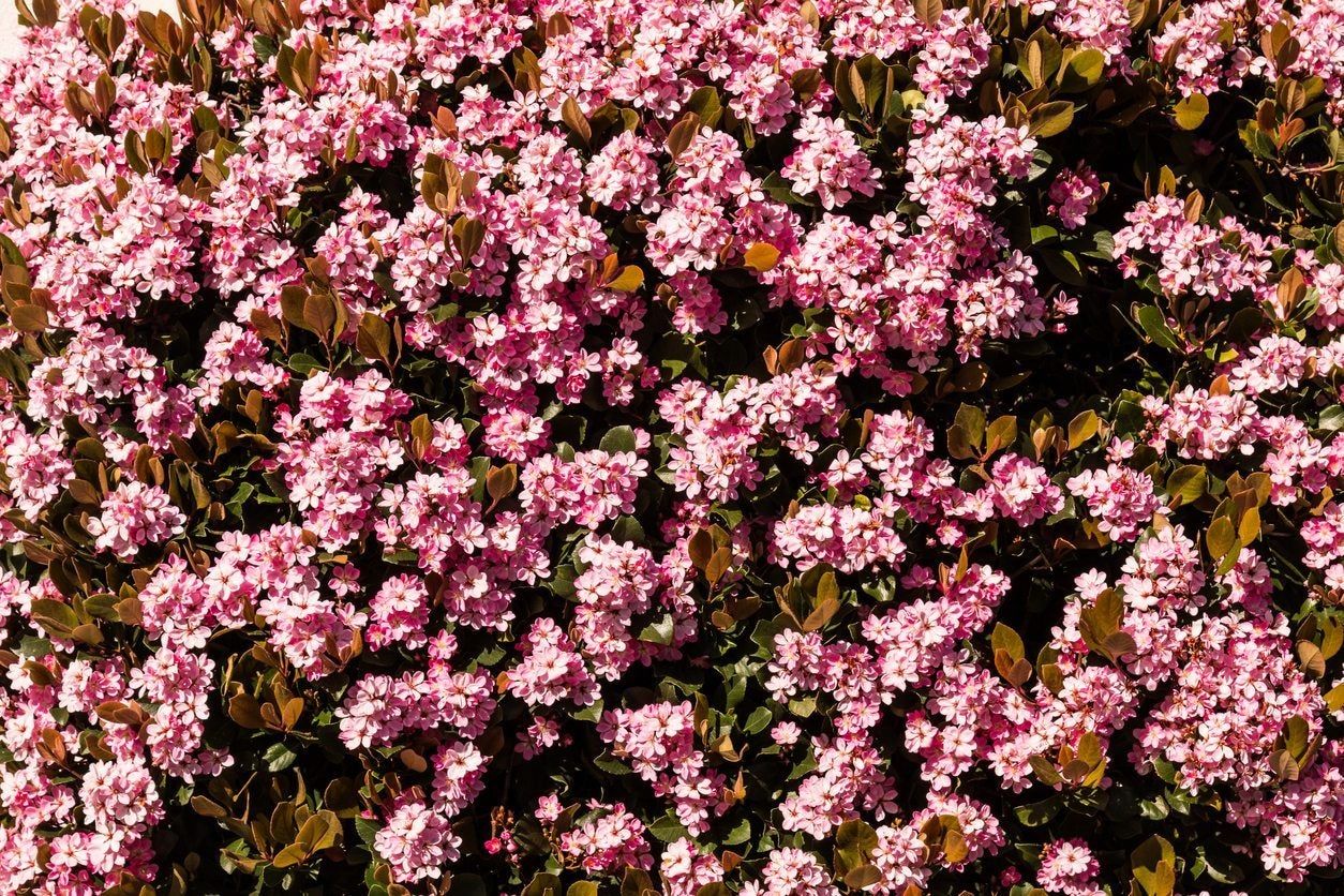 Pink Indian Hawthorn Shrubs