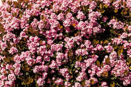 Pink Indian Hawthorn Shrubs