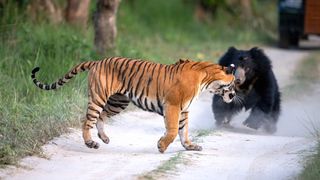 A bear charges at a tigress on a dirt road at Pilibhit Tiger Reserve in India.