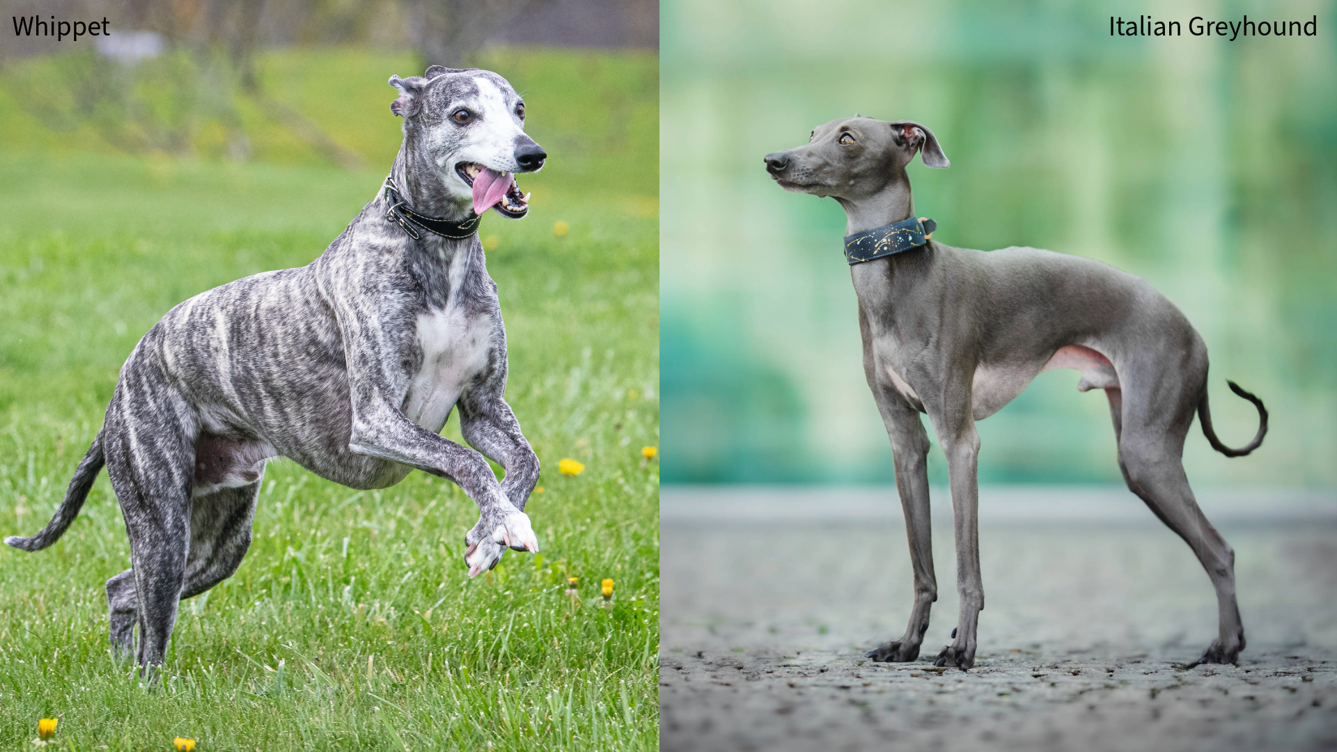 Collage of a whippet running on grass and an Italian Greyhound stood up
