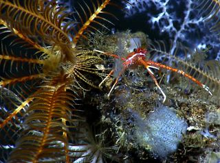 A lobster and a crinoid in the Gulf of Mexico.