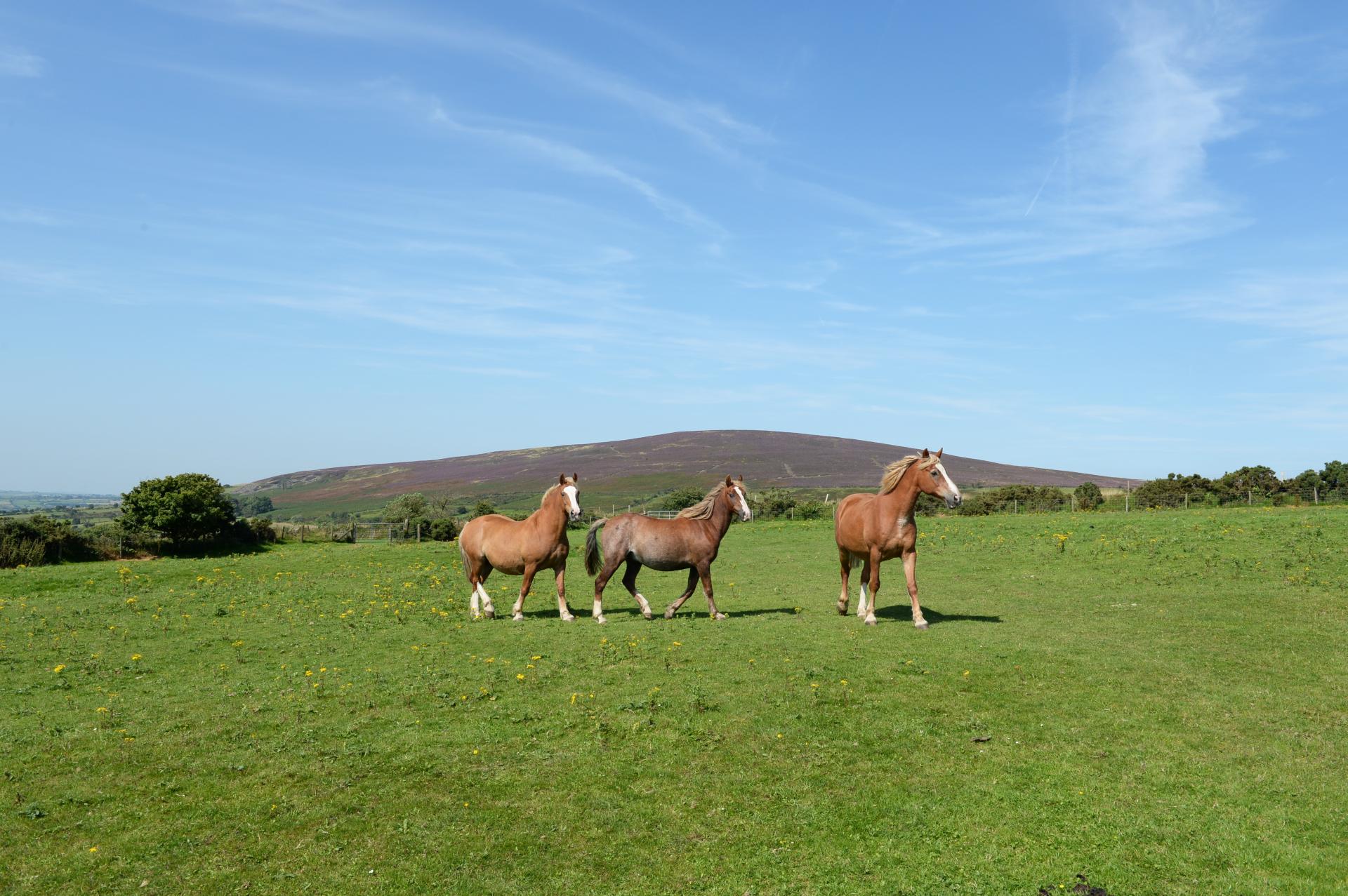 horsesinfield.jpeg