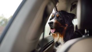 dog in car