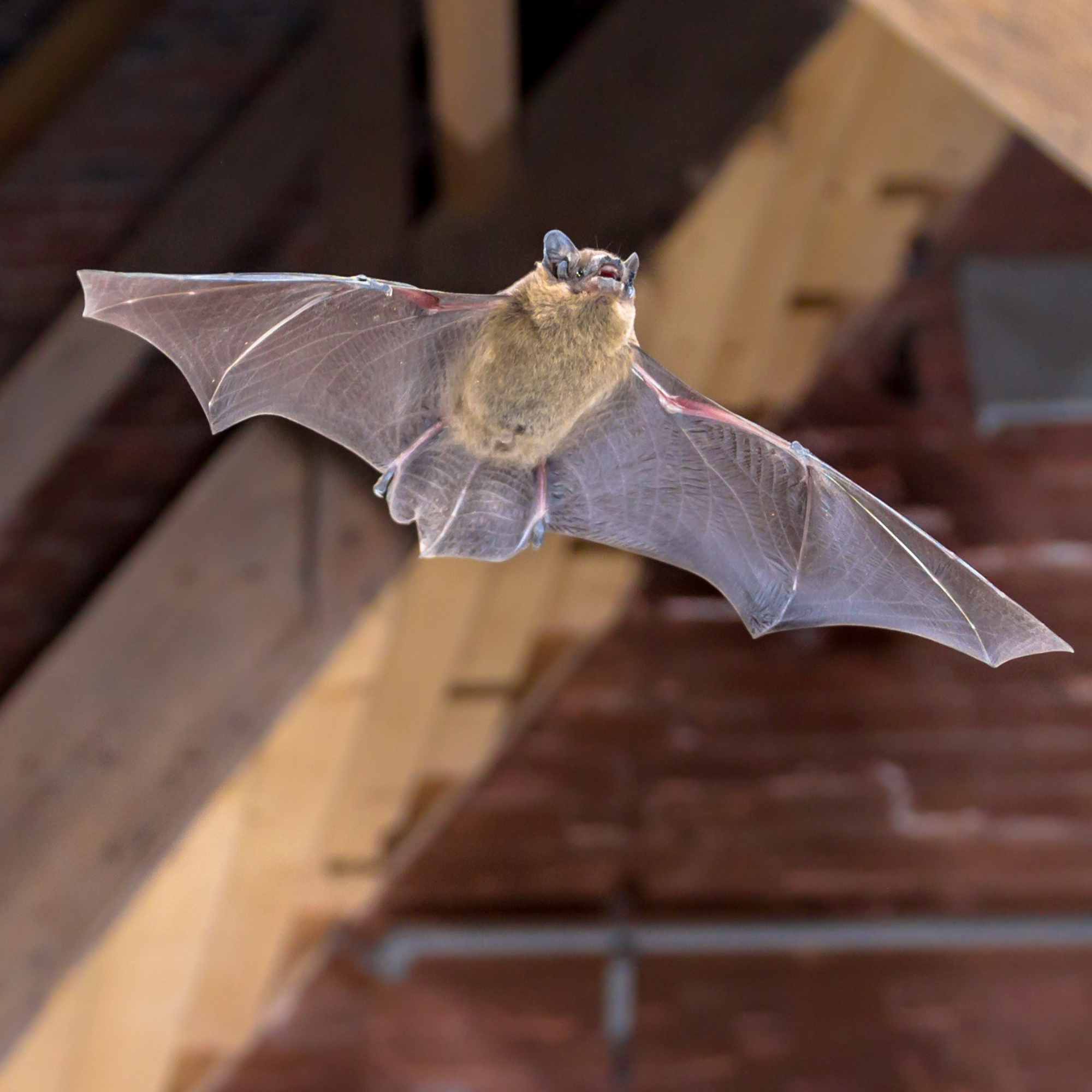 Pipistrelle bat flying inside building