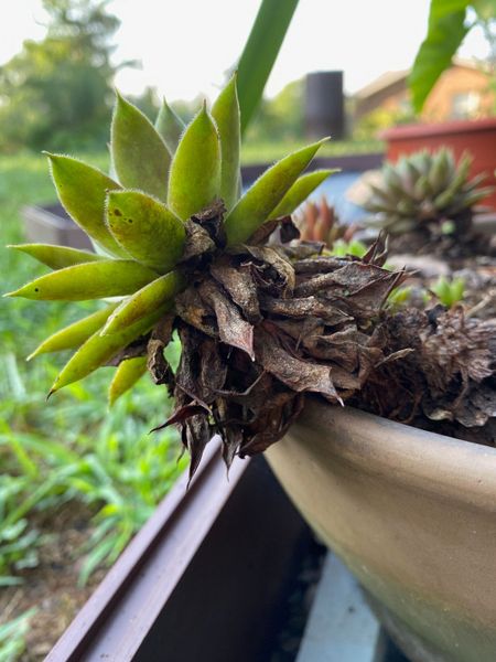 Dry Leaves On Sempervivum Plant