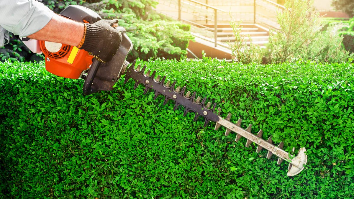 Someone trimming a hedge using a power trimmer