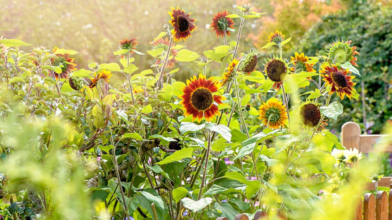 How To Grow Sunflowers Top Tips On Planting And Caring For These Summer Beauties Gardeningetc