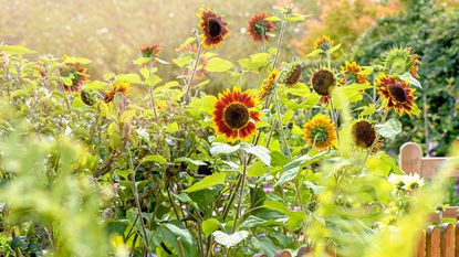 how to grow sunflowers in garden