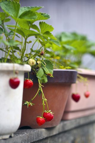 growing fruit in pots: strawberries