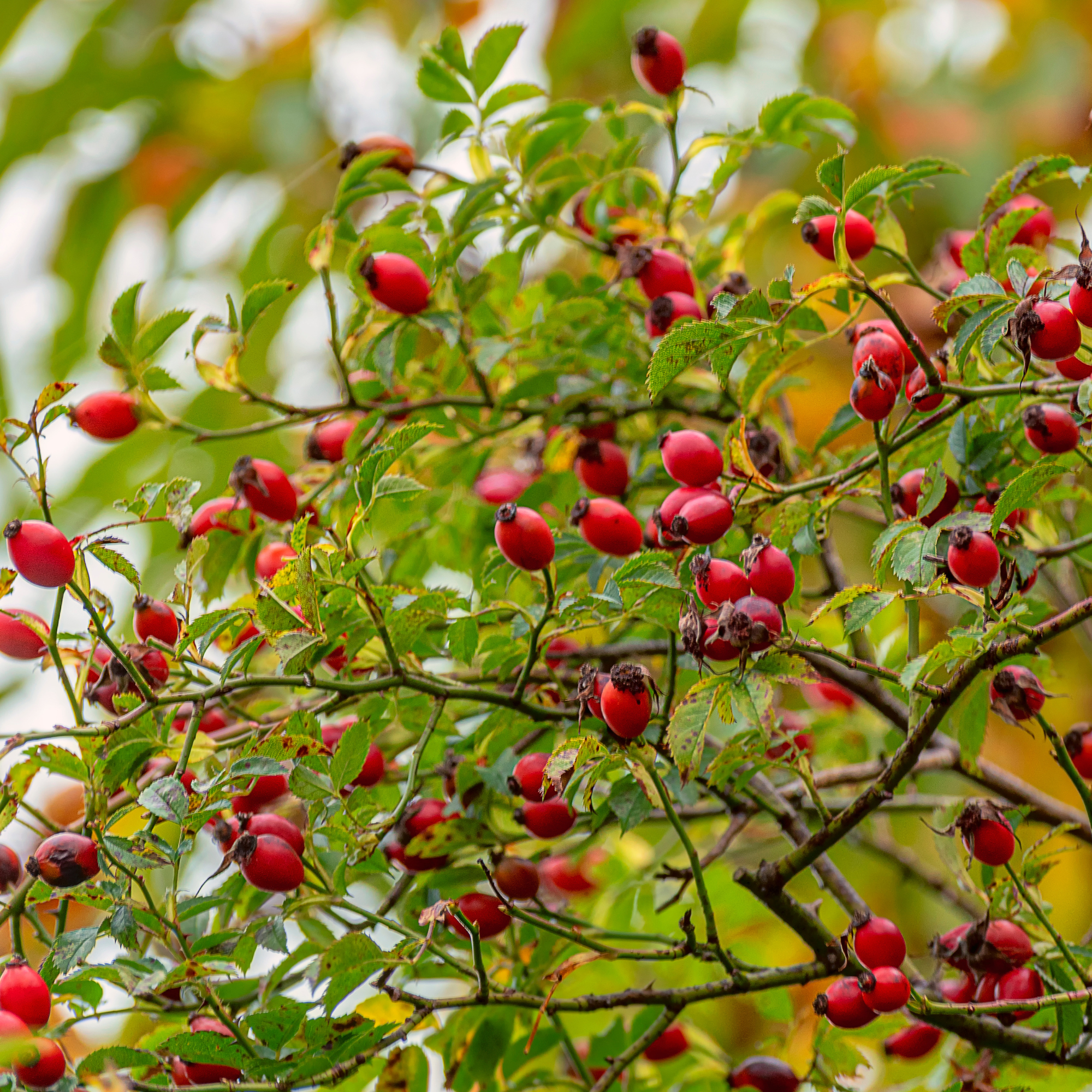 Rose hips on a wild rose bush